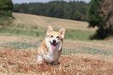 CORGI PEMBROKE 240